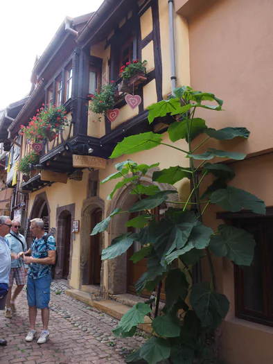 Eguisheim, Alsace (France)